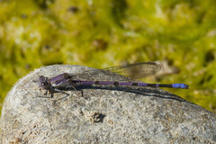 Argia emma