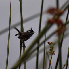 Anairetes parulus parulus