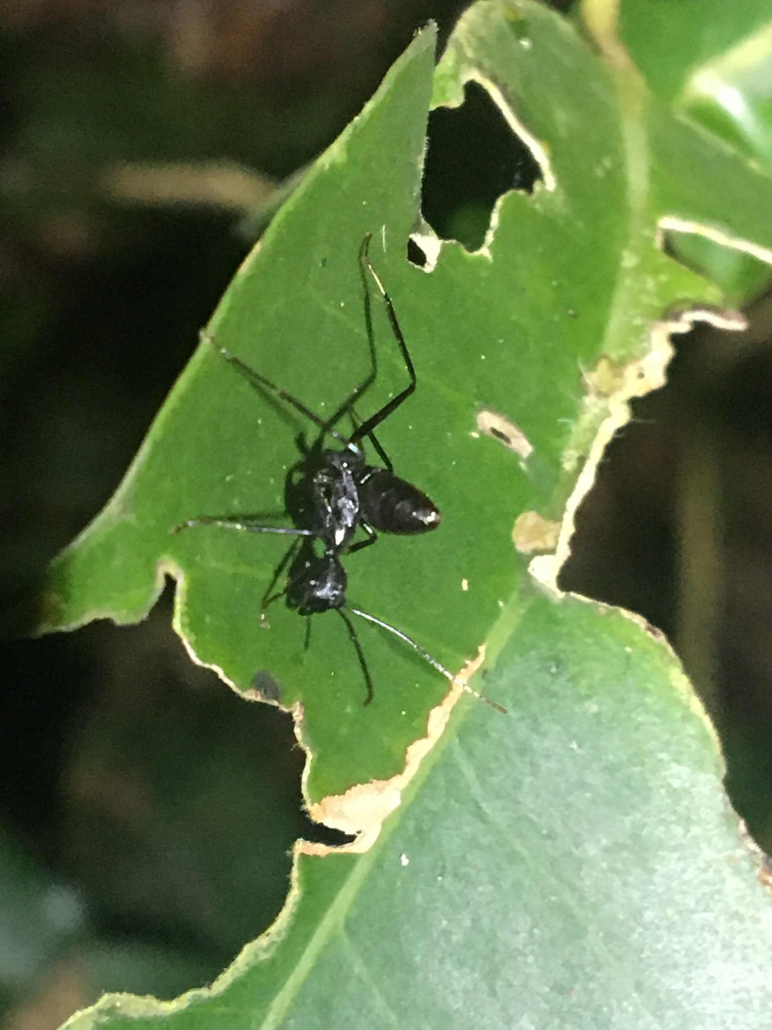 Dendromyrmex