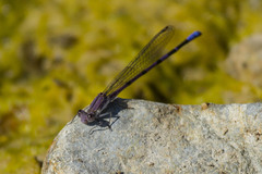 Argia emma