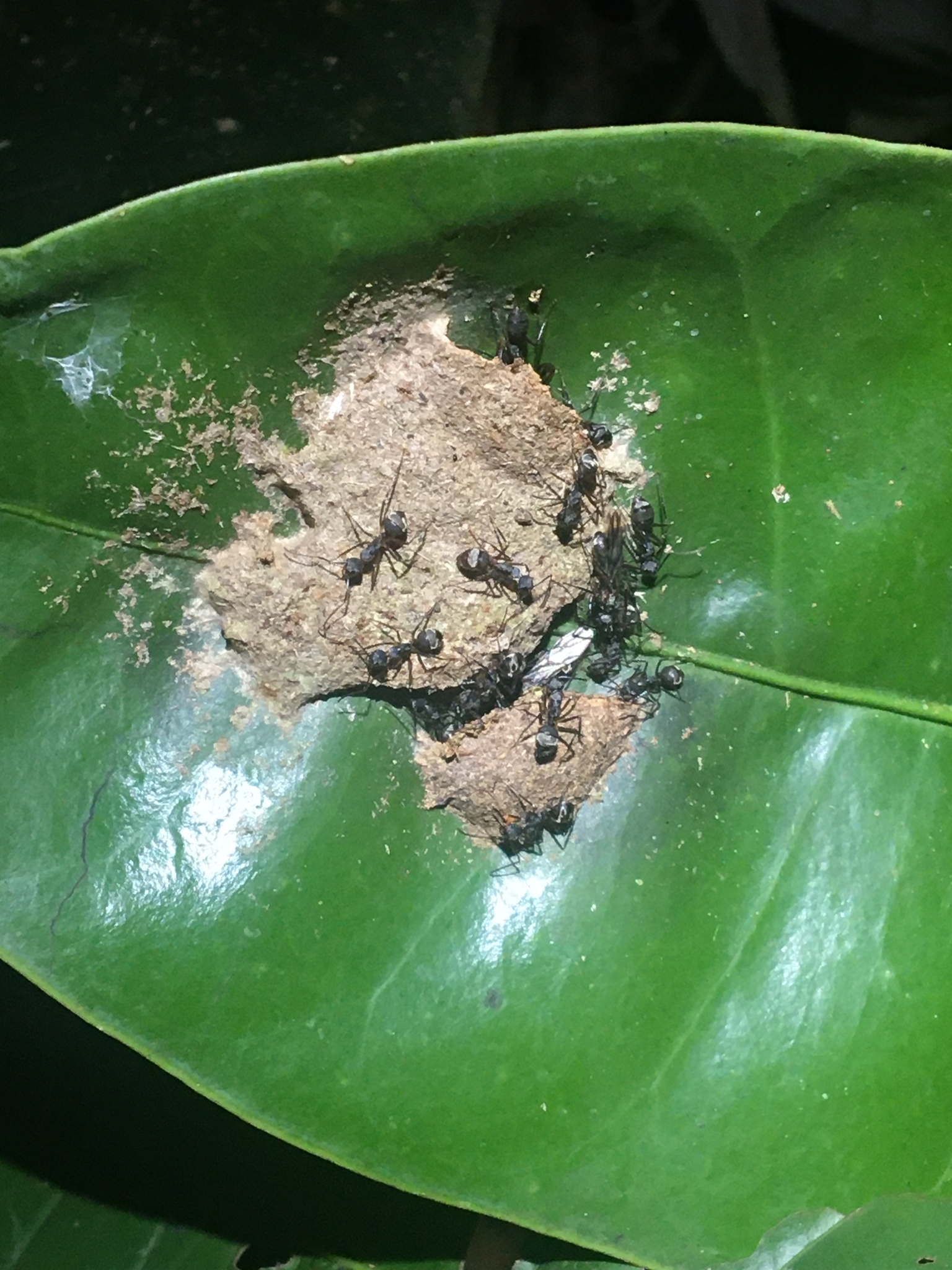 Camponotus nidulans