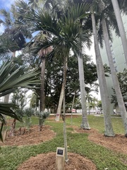 Ptychosperma elegans