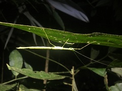 Cesaphasma
