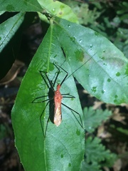 Ricolla quadrispinosa