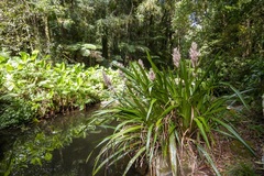 Helmholtzia glaberrima