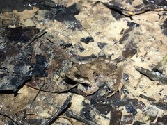 Leptodactylus podicipinus