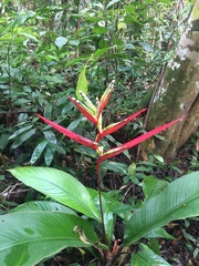Heliconia acuminata