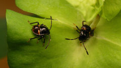 Acrosternum rubescens