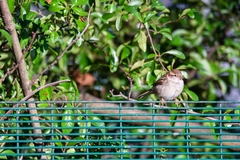 Passer domesticus