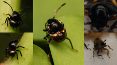 Acrosternum rubescens