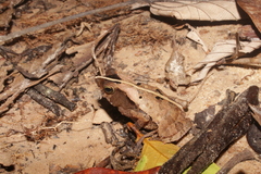 Rhinella proboscidea