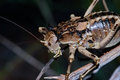 Acanthoproctus cervinus