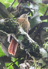 Anabacerthia variegaticeps