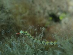 Corythoichthys conspicillatus