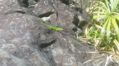 Anolis chlorocyanus