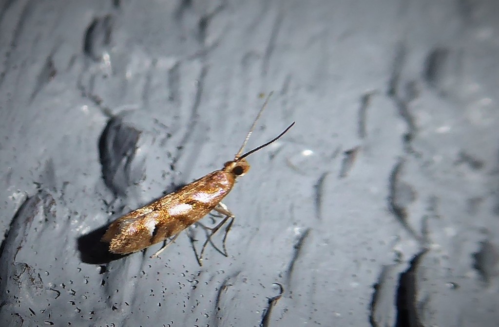 Chrysorthenches virgata