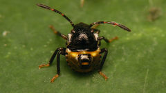 Acrosternum rubescens