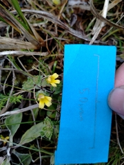 Euphrasia cockayneana
