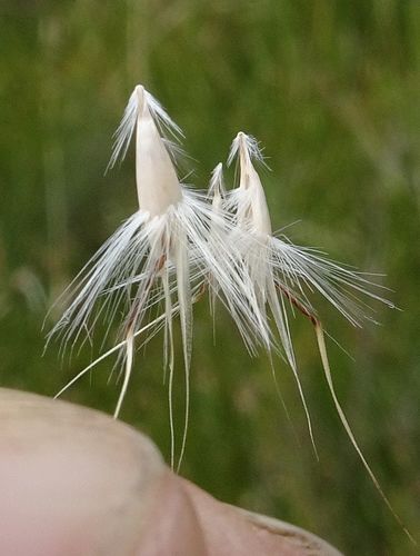 Rytidosperma laeve