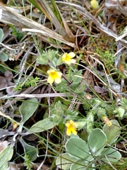 Euphrasia cockayneana