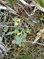 Euphrasia cockayneana