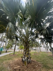 Corypha umbraculifera