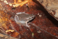 Chiasmocleis avilapiresae