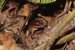 Leptodactylus mystaceus