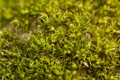 Ephemerum crassinervium