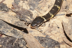 Erythrolamprus taeniogaster