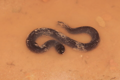 Typhlonectes compressicauda