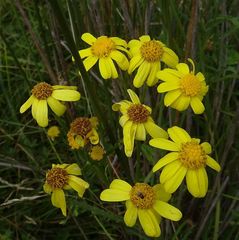 Senecio pinnatifolius alpinus