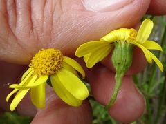 Senecio pinnatifolius alpinus