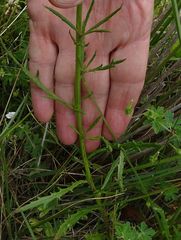 Senecio pinnatifolius alpinus