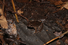 Leptodactylus petersii