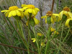 Senecio pinnatifolius alpinus