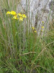 Senecio pinnatifolius alpinus