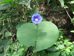 Ipomoea parasitica