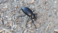 Coelocnemis