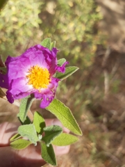 Cistus