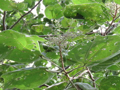 Heliocarpus