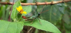 Acrididae