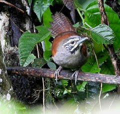 Pheugopedius mystacalis