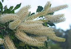 Buckinghamia celsissima