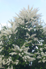 Buckinghamia celsissima