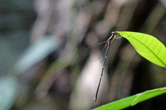 Chorismagrion risi