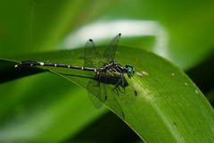Austrogomphus prasinus