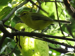 Vireo hypochryseus