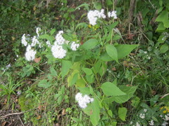 Ageratina altissima