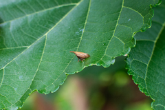 Enchenopa squamigera